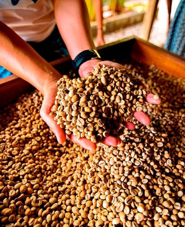Variedades de Café: Diferencias entre Arábica, Robusta y Otras