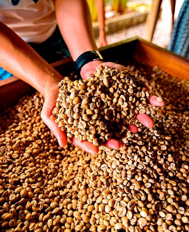 Granos de café Arábica, Robusta y Geisha sobre fondo de madera, mostrando las diferencias en tamaño y forma de cada variedad.
